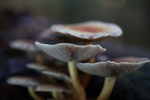 macro fotografie paddenstoelen MG 1802 525x350