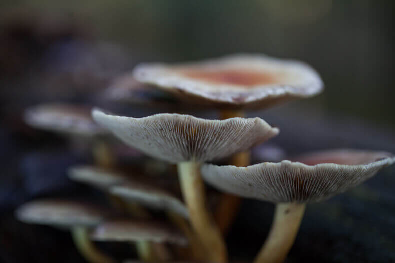 Macrofotografie van paddenstoelen