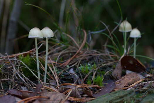 macro fotografie paddenstoelen MG 1825 525x350
