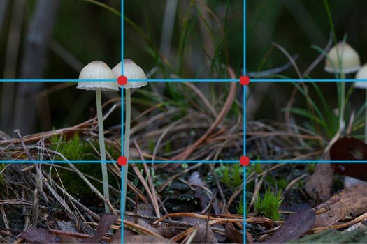 03 fotografie compositie eenderde paddenstoelen 525x350