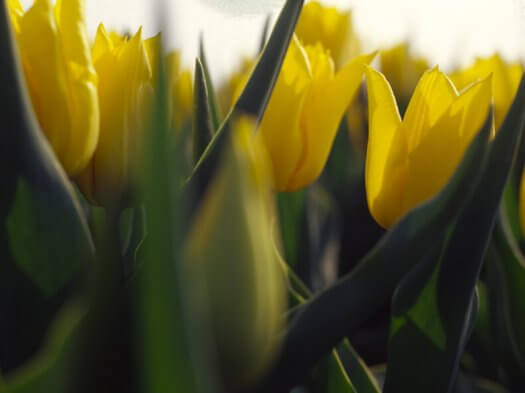 01 tulpen fotografie voorjaar bloemen s96 55 525x393