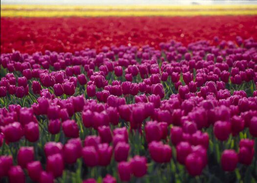 02 tulpen fotografie voorjaar kleuren bloemen s94 49 525x375