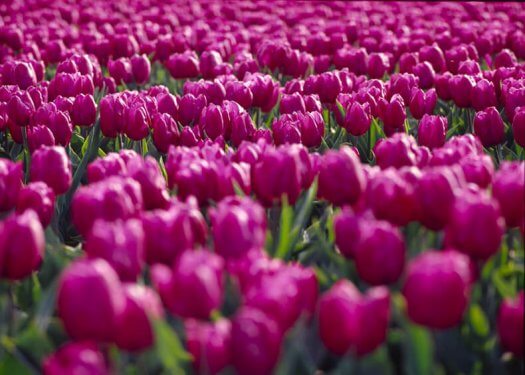 04 tulpen fotografie voorjaar bloemen kleur paars s94 52 525x375